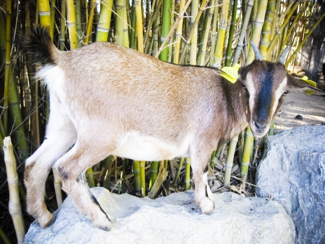  Mini-fazenda zoológico em Vendargues 